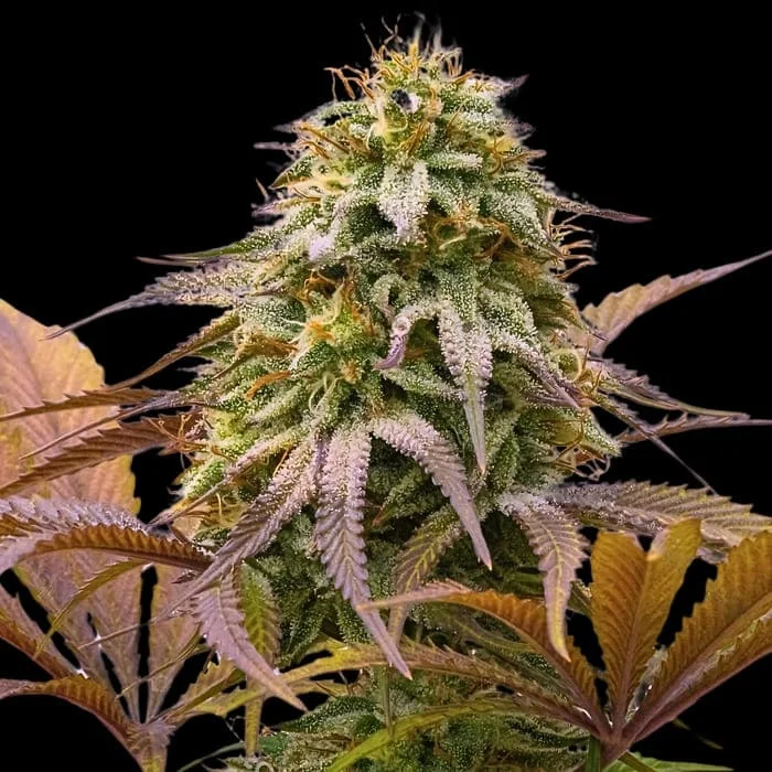 Empire Seeds - Zoinks - Feminized