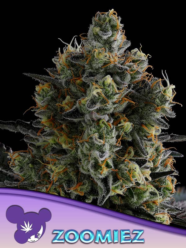 Zoomiez Feminized - Anesia Seeds  