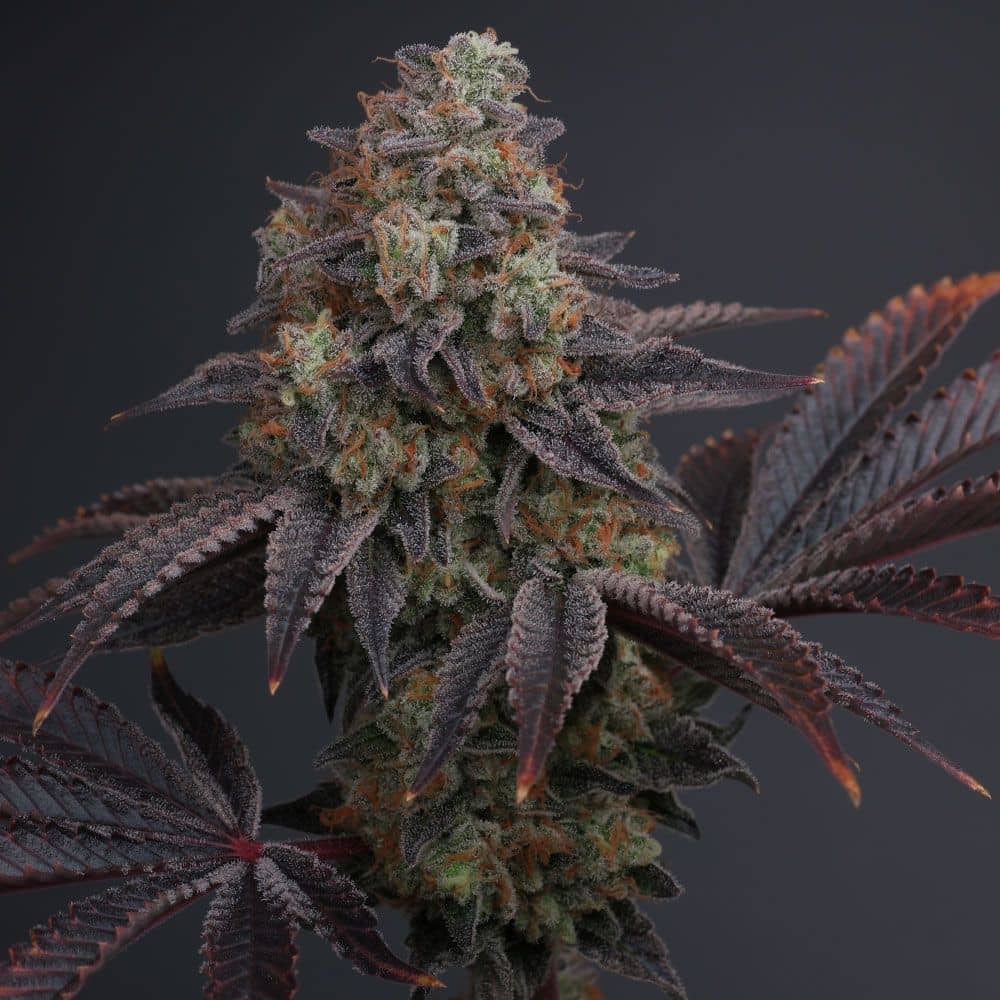 Karma Genetics Seeds - Zowahh V2.0 - Regular 