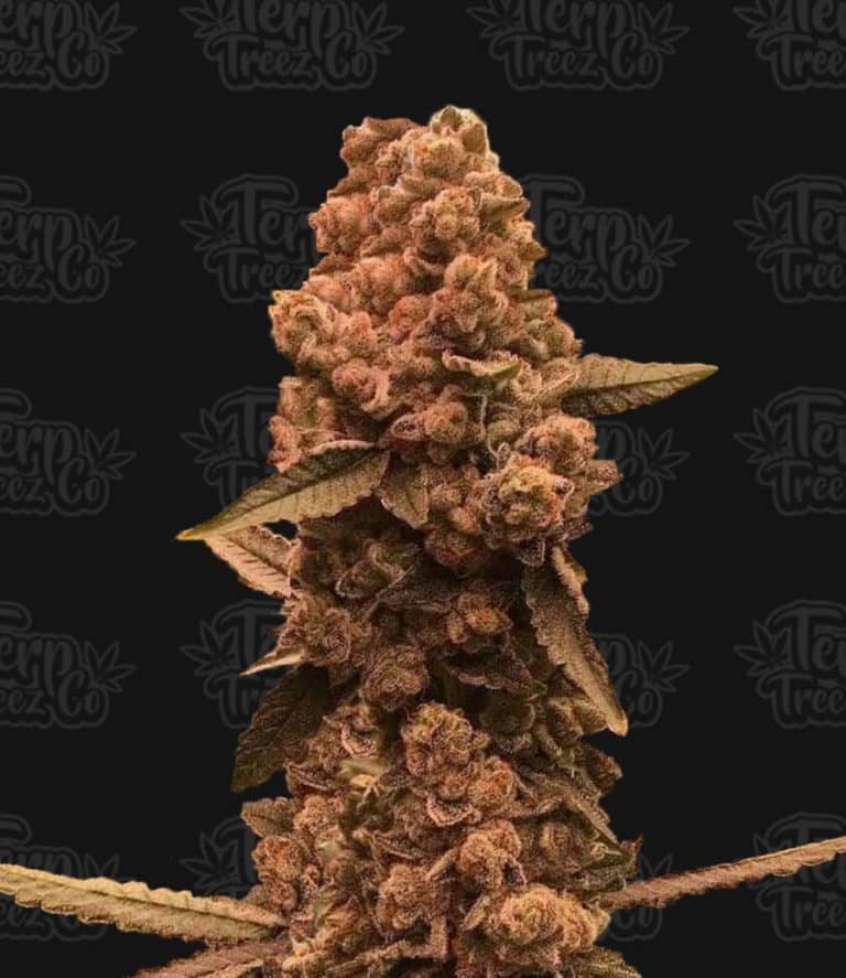 Terp Treez Co - Ztrawberry Fizz Feminized