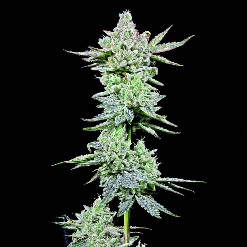 After Z - Feminized - Grateful Seeds      