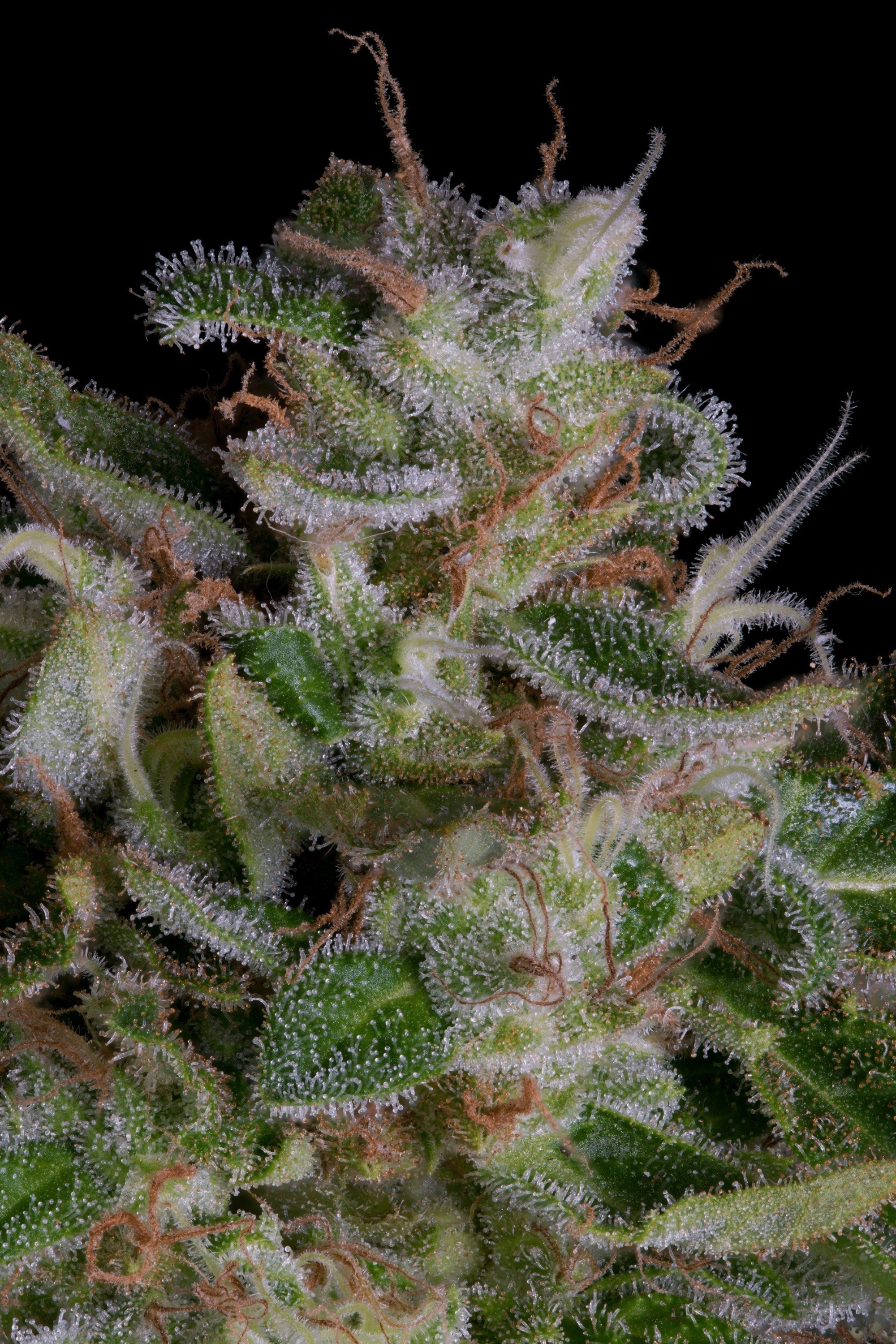 Alien Gorilla - Feminized - Big Head Seeds 