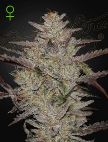 Green House Seeds AlienZ Auto Feminized  