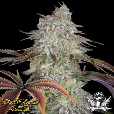 Green House Seeds AlienZ Feminised 