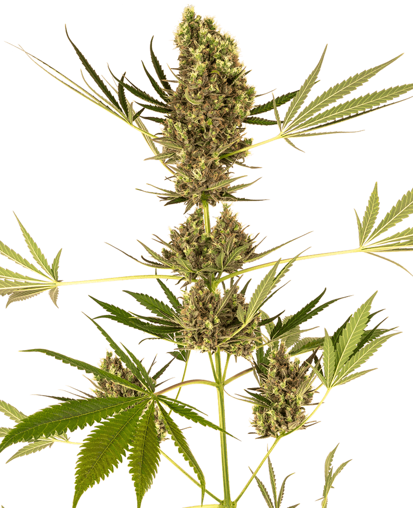 Alpine Delight CBD Auto - Feminized - Sensi Seeds 