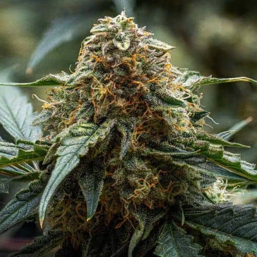 Americhem Dream Auto- Feminized - Night Owl Seeds  
