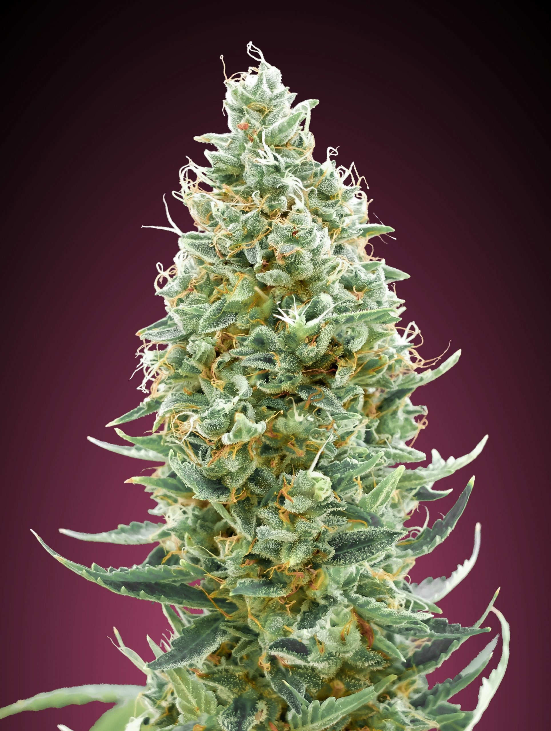Amnesia FAST - Feminized - Advanced Seeds 