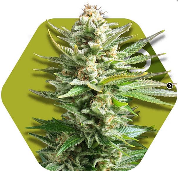 Zambeza Seeds Amnesia Haze XL Feminized  