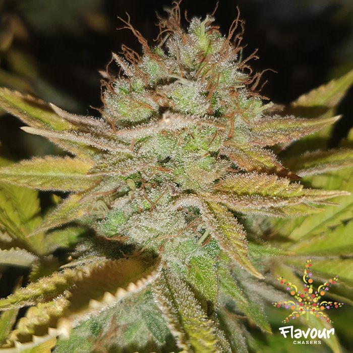 Flavour Chasers Seeds Apple Fritters Feminized 