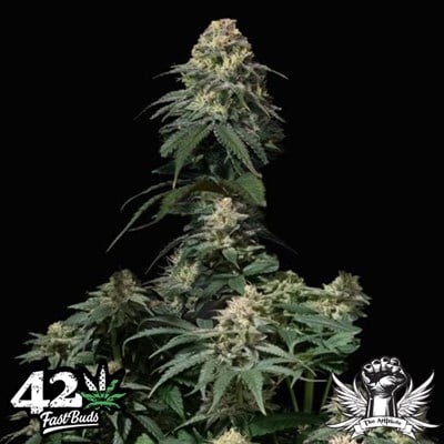 Tropicana Cookies Fast Flowering - Feminized - Fast Buds 