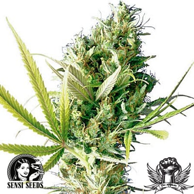 Durban - Feminized - Sensi Seeds