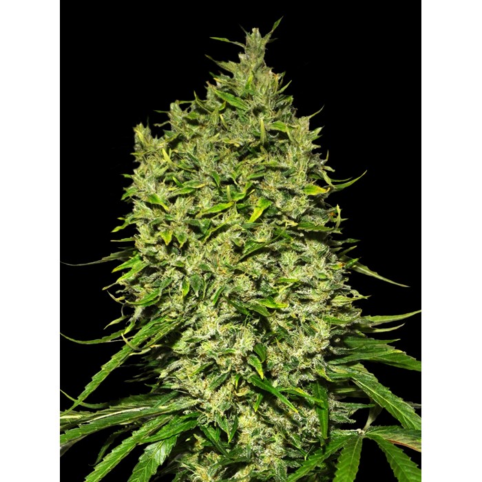 Auto Afghani - Feminized - VIP Seeds