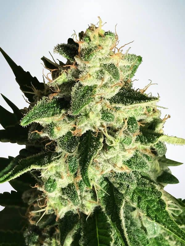 God's Glue Auto - Feminized - Minsitry of Cannabis