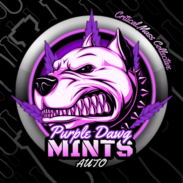 Auto Purple Dawg Mints Feminized Critical Mass Collective 
