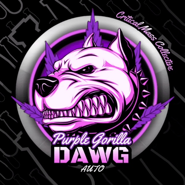 Auto Purple Gorilla Dawg Feminized Critical Mass Collective