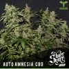 Shortstuff Seeds Auto Amnesia CBD  Feminized 