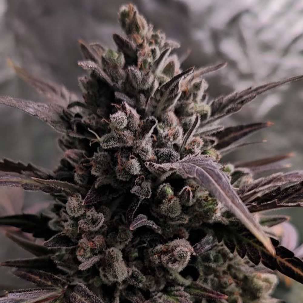 Blue Cheese Auto Female Weed Seeds - Feminized - The Original Big Buddha Family 