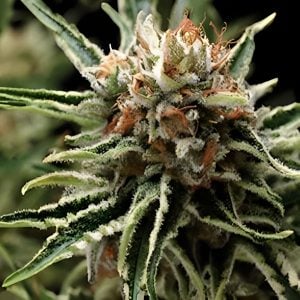 Auto Shark - Feminized - Sensible Seeds Premium Selection 