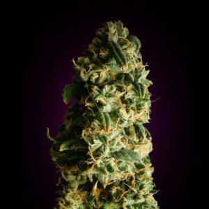 Auto Super Skunk - Feminized - Sensible Seeds Premium Selection    
