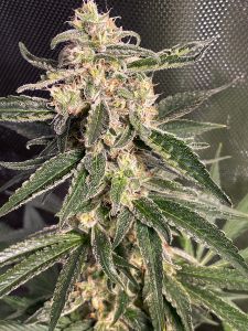 Ministry of Cannabis Seeds Auto Sweet Donkey Feminized