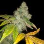 Pheno Finder Seeds Auto Wedding Cake Feminized 
