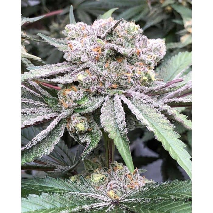 Baccarat Feminized - Symbiotic Genetics Seeds 