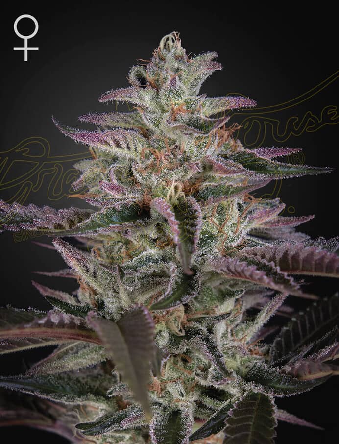 Green House Seeds Banana Krumble Feminized 