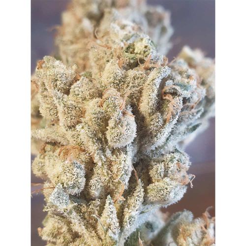 Banana Jelly'z- Feminized - Zmoothiez Geneticz   