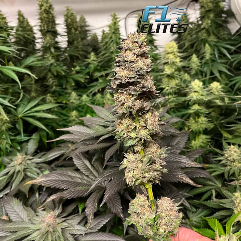 F1 Cannabis Elites Banana Kush Feminised 