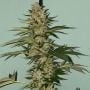 The Plug Seedbank Banana Loaf Feminized  