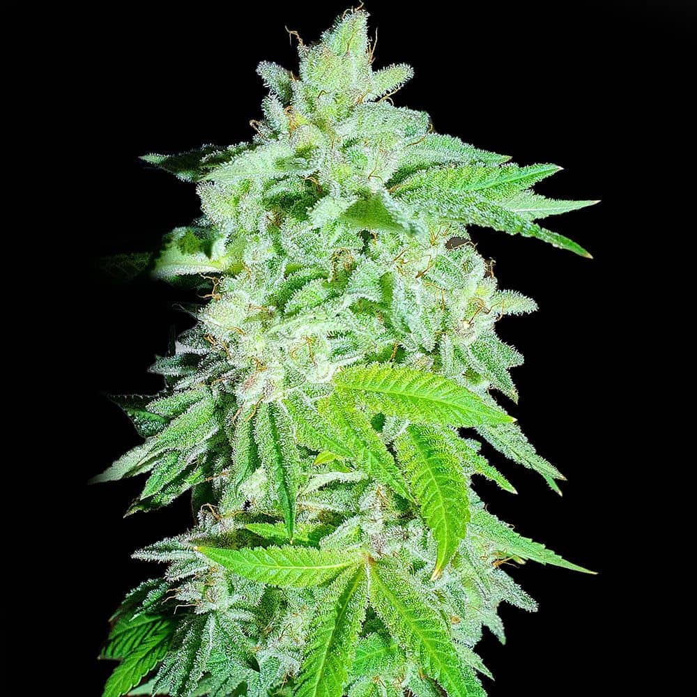 Holy Smoke Seeds Dantes Inferno Line Banana Oreoz Feminized  