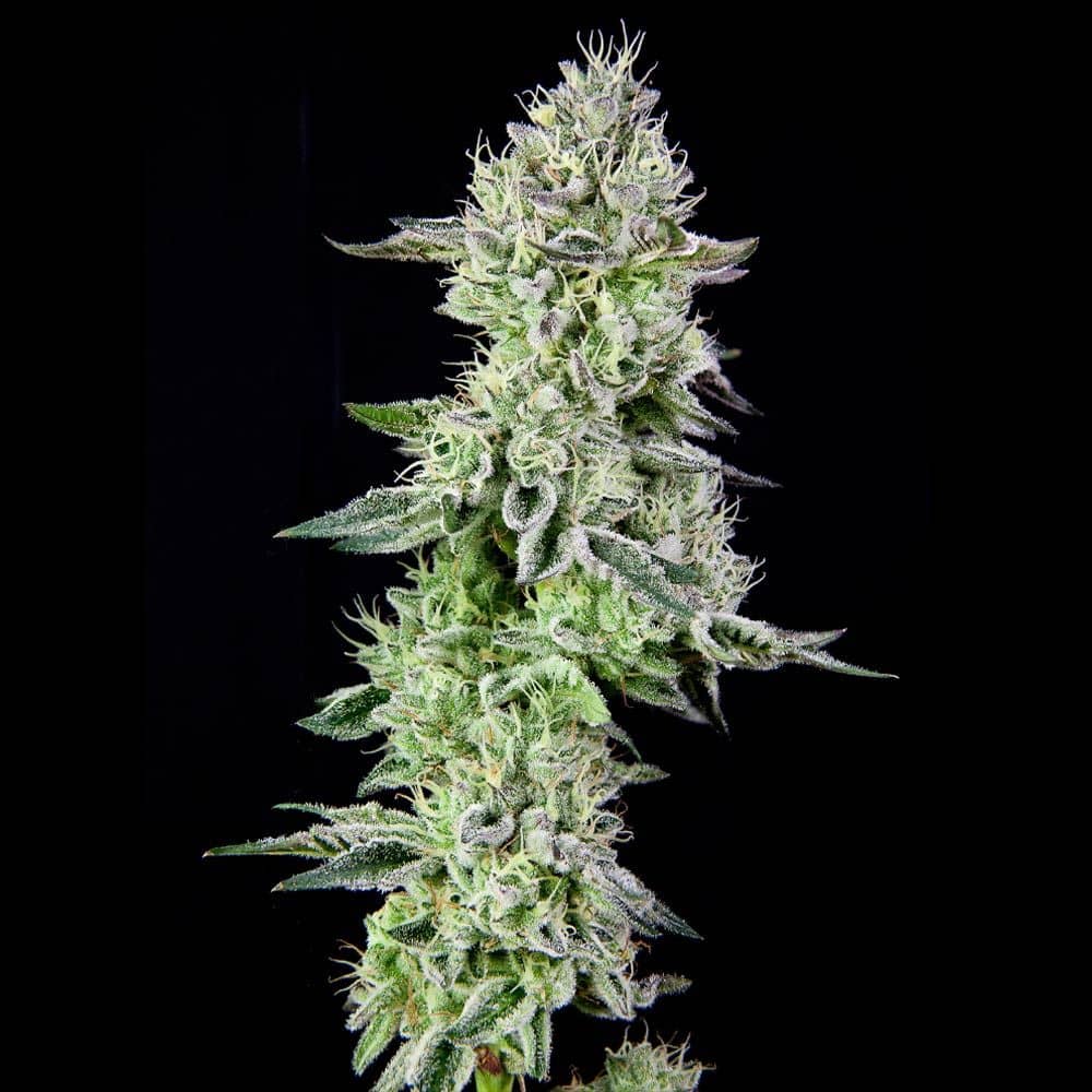 Barbara's Pie- Feminized - Grateful Seeds     