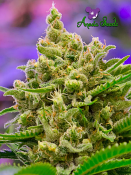 2026 Cannabis Seed Collection - Big Bazooka Auto - Feminized 