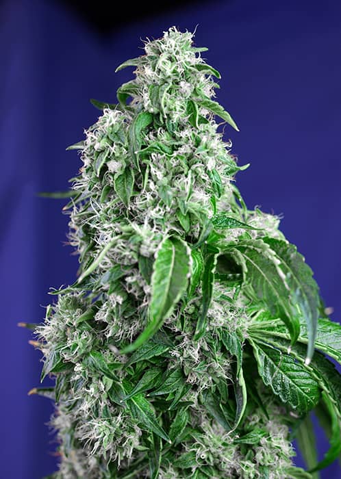 Big Devil Fast Version - Feminized - Sweet Seeds  