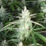 Big Buddha Seeds Buddhalato Feminized 