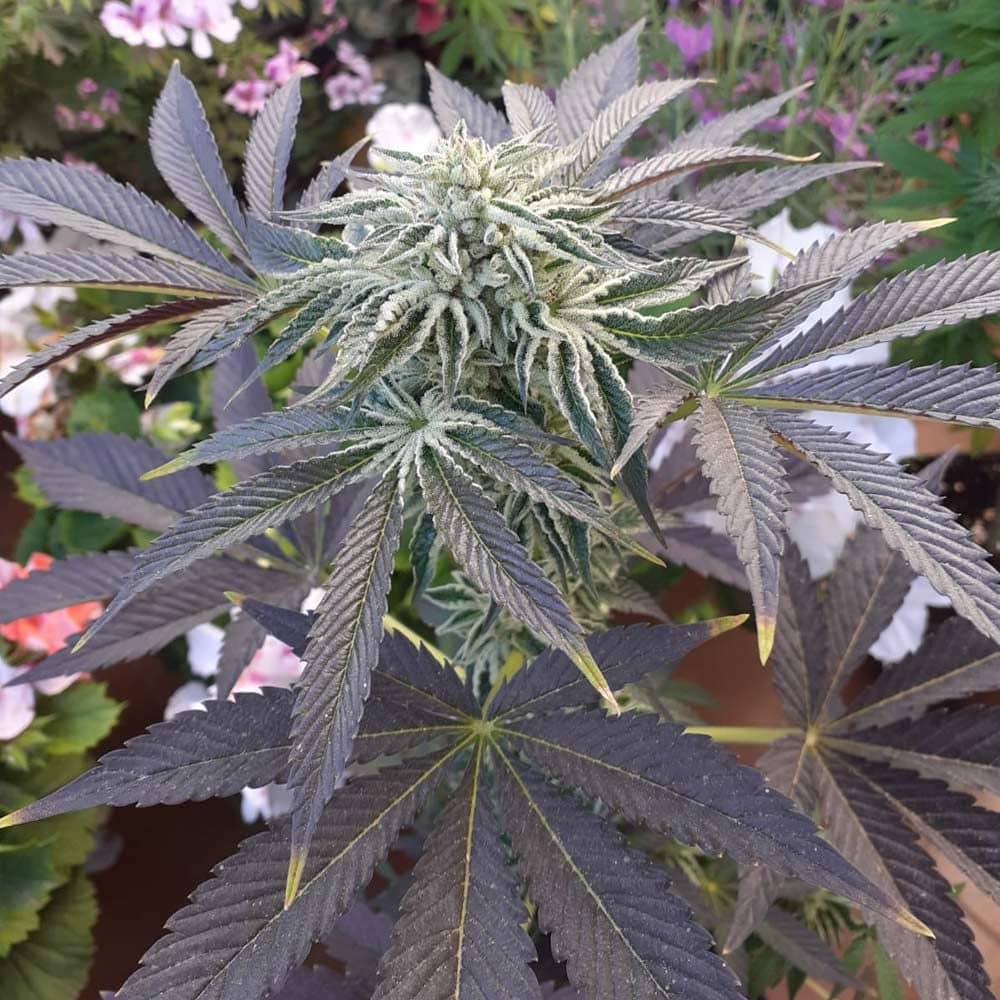 Biscotti x Off Road Regular Weed Seeds - Feminized - The Original Big Buddha Family   