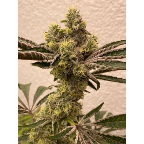 Bitter Orange Feminized - Symbiotic Genetics Seeds