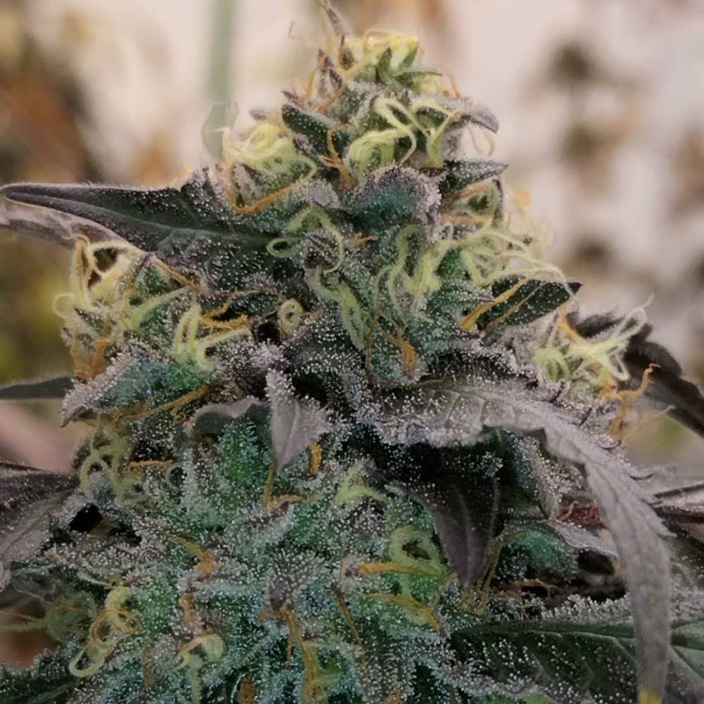 Bizcocho- Feminized - Grounded Genetics   