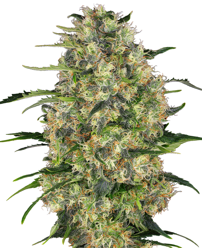 Black Domina - Feminized - Sensi Seeds 