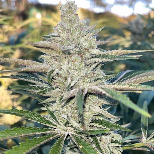 K.O. Feminized - Black Tuna Seeds   