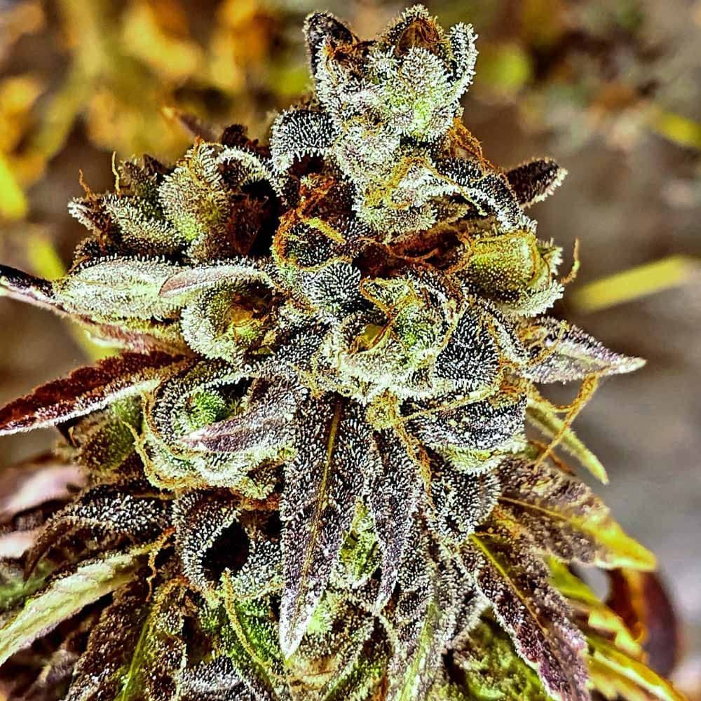 Holy Smoke Seeds Black Cherry Cake Feminized   
