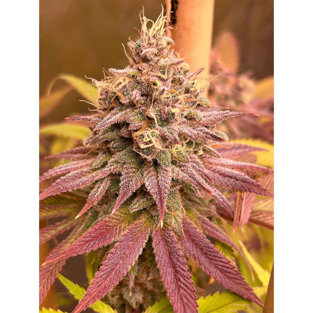 Blood Diamonds - Feminized - Conscious Genetics 