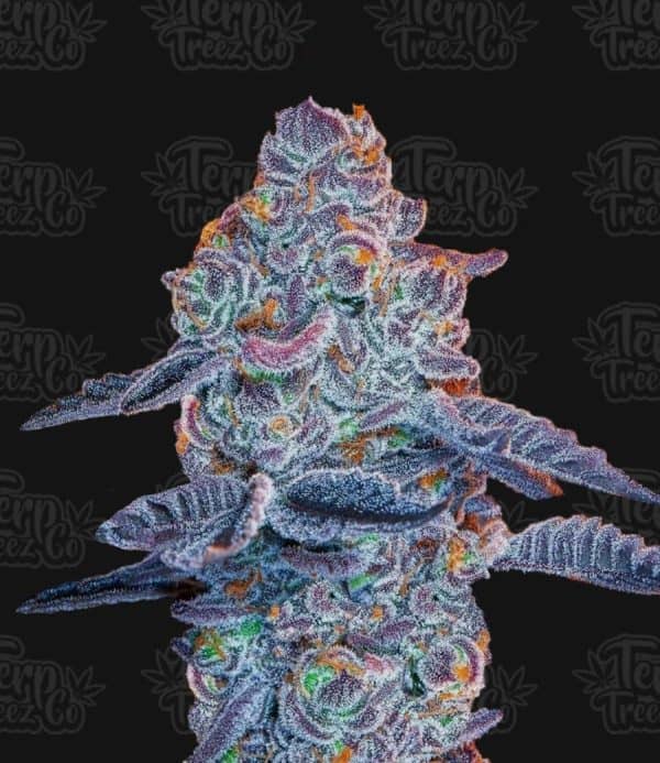 Blue Pancakes S1- Feminized - Terp Treez Co     