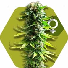 Zambeza Seeds Blue Spider Feminized    