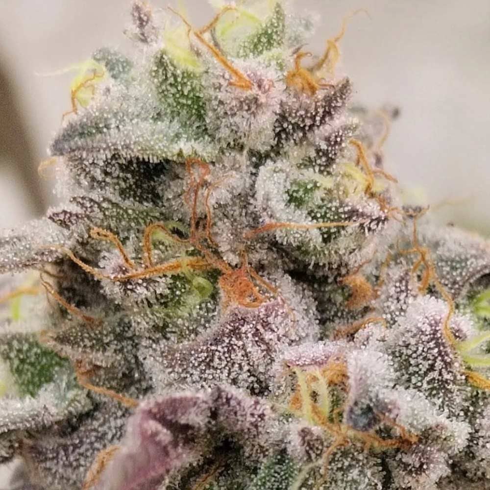 Blue Fizz - Feminized - Grounded Genetics  