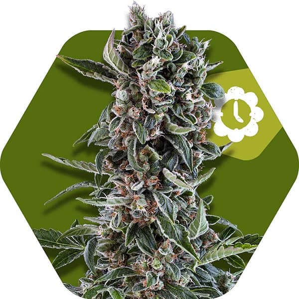 Zambeza Seeds Blueberry Cheese Auto Feminized 