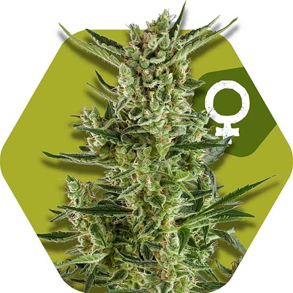 Zambeza Seeds Blueberry Cheese Feminized    