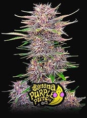 Banana Purple Punch Auto – Feminized – Fast Buds