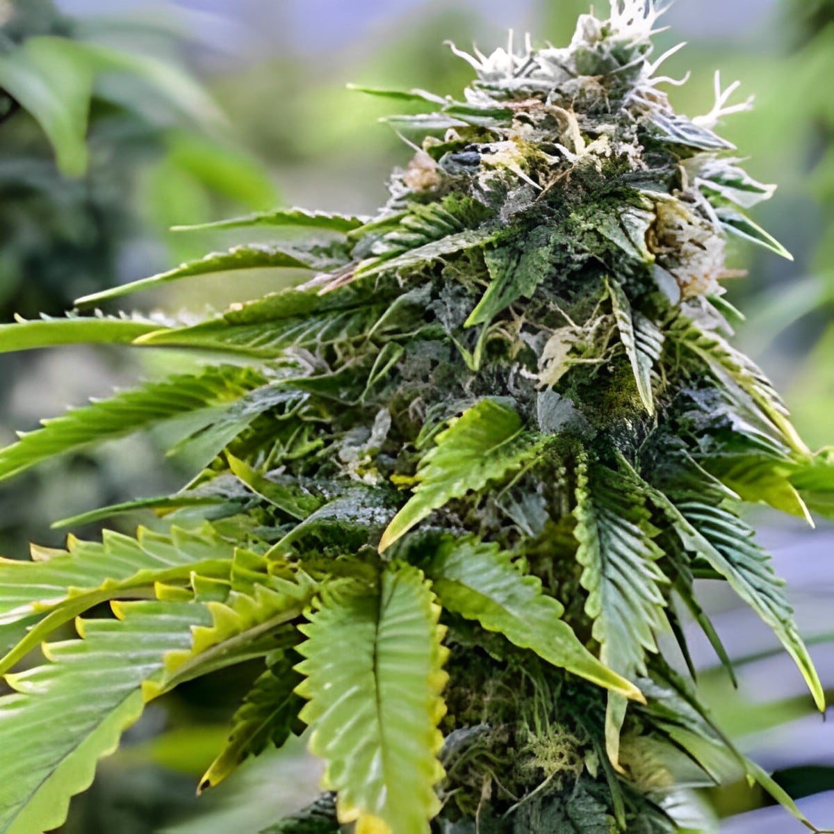 Bruce Banner - Feminized - Sensible Seeds Premium Selection   