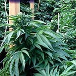 Emerald Triangle Seeds Bubba 76 Feminized